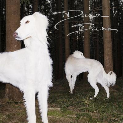 DE NEF, SAM - DAWN/DUSK