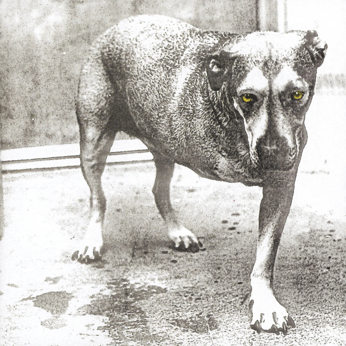 ALICE IN CHAINS - ALICE IN CHAINS (30th anniv. coloured 2LP vinyl)